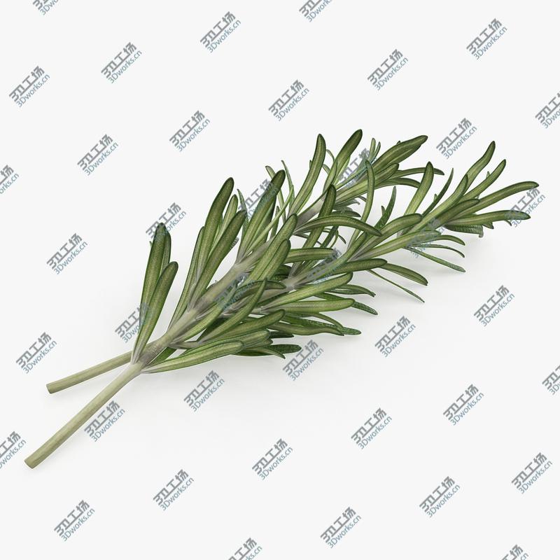 images/goods_img/2021040231/3D Fresh Rosemary/1.jpg